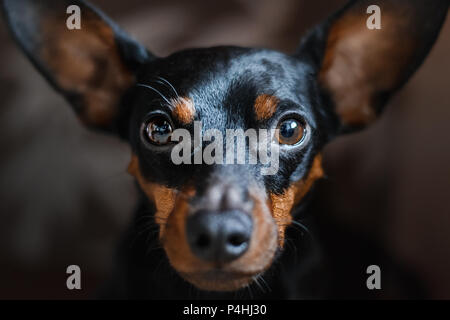 Un ritratto di un cane di un pinscher in miniatura, Guarda tristemente nella fotocamera. Messa a fuoco selettiva su gli occhi. Foto Stock