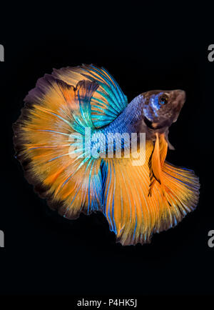 Betta pesce (Siamese fighting fish),blu e giallo isolato sul nero. La colorata noto anche come tailandese di combattimento o di pesce betta, è una specie di gou Foto Stock