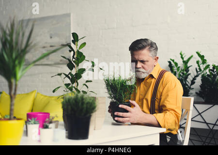 Elegante barbuto uomo senior azienda houseplant verde a casa Foto Stock