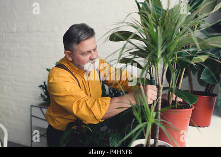 Barbuto maschio senior giardiniere piantare piante verdi a casa Foto Stock