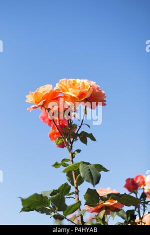 About Face Hybrid Tea Rose a Owen Giardino di Rose di Eugene, Oregon, Stati Uniti d'America. Foto Stock