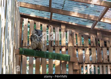 Un prigioniero liberato Eagle-Owl eurasiatica. Foto Stock