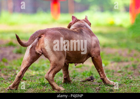 Cane da combattimento nel parco per una passeggiata, Bull Foto Stock