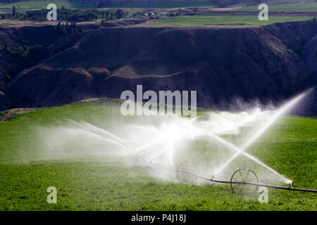 Sprinkler agricoli di irrigazione irrigazione ruota di un campo di erba medica in British Columbia, Canada. Foto Stock
