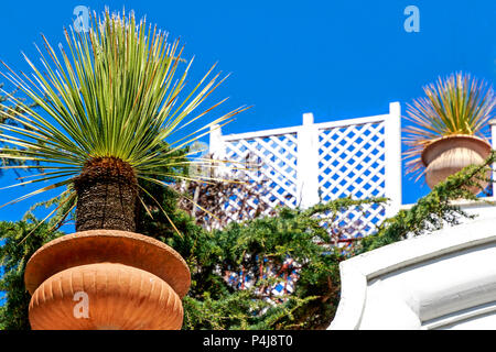 Bellissimi vasi di yucca palm (Yucca filamentosa) nella città di Capri, Italia Foto Stock