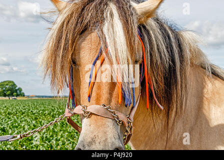 Amorevolmente decorate fiordo norvegese cavallo, una delle più antiche razze pure del cavallo Foto Stock