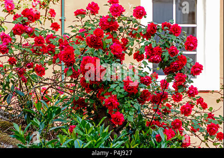 Lussureggiante fioritura rosso alta rosa rampicante bussola nella parte anteriore della finestra bianca Foto Stock