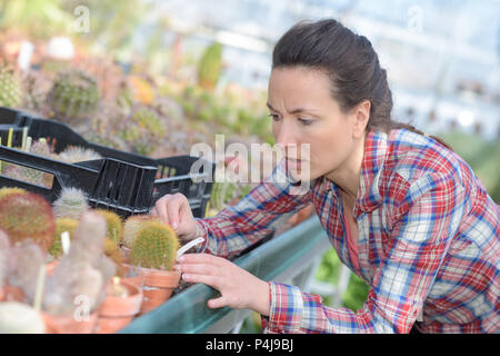 Giardiniere avendo cura di piccoli cactus in serra Foto Stock