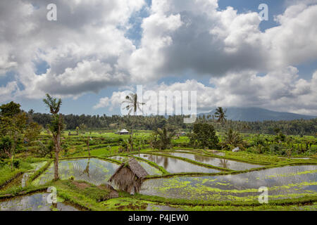Bali terrazze di riso. Il bellissimo e drammatico di campi di riso. Un vero e proprio paesaggio di ispirazione. Foto Stock