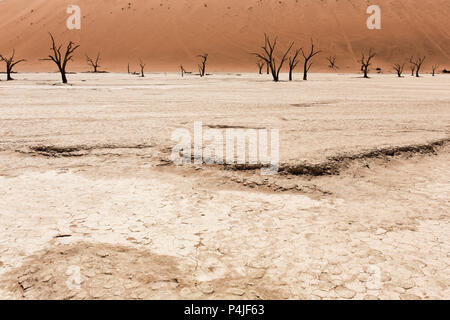 Morto alberi Camelthorn contro dune rosse e blu del cielo in Deadvlei, Sossusvlei Foto Stock