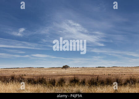 Albero di eucalipto in campo di grano, Victoria Australia Foto Stock