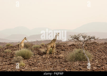 Giraffa maschio a piedi nella savana africana. Il parco nazionale di Etosha, Namibia Foto Stock