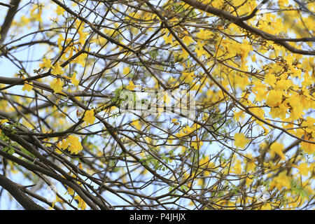 Giallo tromba ad albero o albero d oro e in paesi tropicali chiamato paraguaiano tromba giallo fioritura ad albero nel giardino della Thailandia. Foto Stock