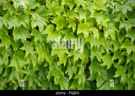 Molla verde edera su una parete Foto Stock