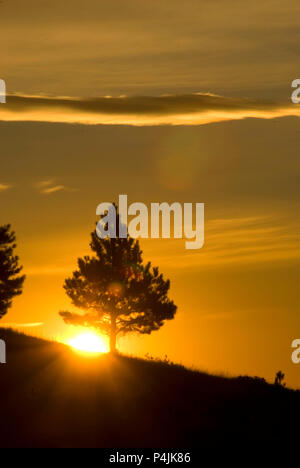 Pine sunrise, Mount Helena City Park, Helena, Montana Foto Stock