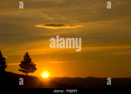 Pine sunrise, Mount Helena City Park, Helena, Montana Foto Stock