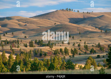 Colline erbose accanto alle porte delle montagne, Lewis e Clark County, Montana Foto Stock