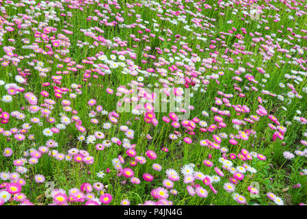 Splendida fioritura prato verde con fiori rosa e bianchi al mezzogiorno. Come un fiore naturale sullo sfondo Foto Stock