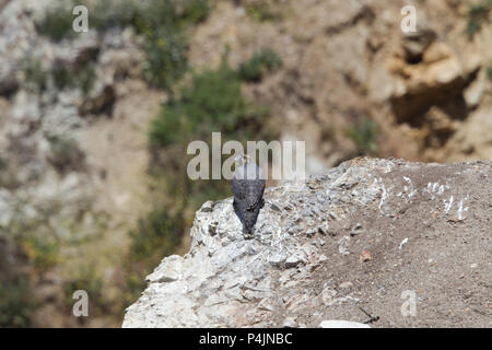 Falco pellegrino capretti Foto Stock