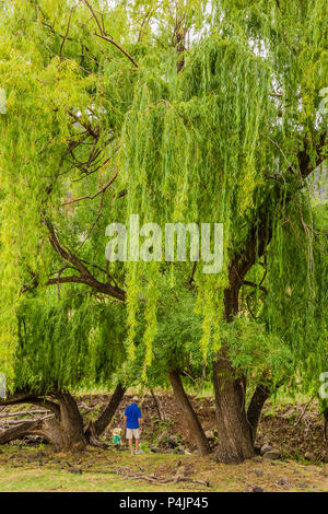 Tall salice piangente tree (Salix babylonica), con un uomo e suo nipote, da un torrente in alto la Hunter Valley, NSW, Australia. Foto Stock