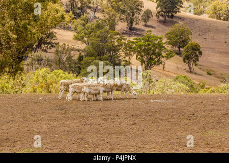 Pecora Dorper versando la loro lana in alto la Hunter Valley, NSW, Australia. Foto Stock