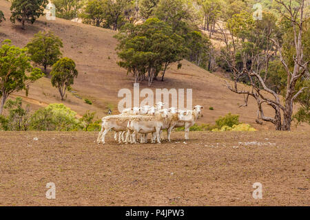 Pecora Dorper versando la loro lana in alto la Hunter Valley, NSW, Australia. Foto Stock
