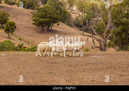 Pecora Dorper versando la loro lana in alto la Hunter Valley, NSW, Australia. Foto Stock