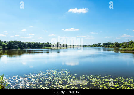 Lago rurale ricoperta da canneti e ninfee. Bosco misto in background. Profondo cielo blu e nuvole bianche riflessioni nel tranquillo specchio d'acqua. Foto Stock