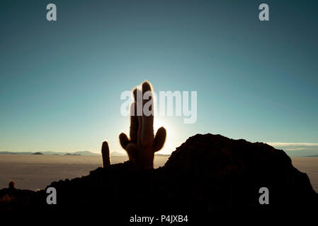 Silhouette di cactus al tramonto. Isola di pesce (Isla del Pescado) nel Salar de Uyuni in Bolivia. Foto Stock