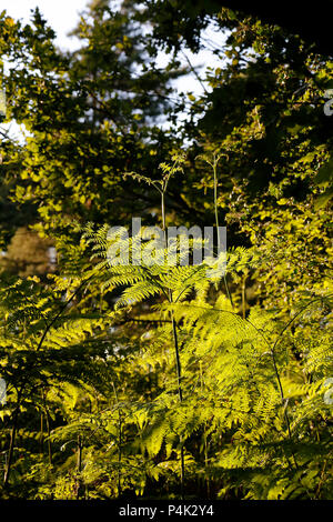 Felce in serata sole Foto Stock