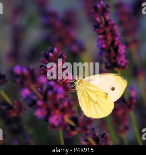 Butterfly - Brassicae Sarcococca su Lavandula Foto Stock