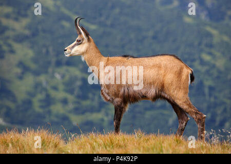 Il camoscio - Rupicapra rupicapra sul prato di montagna Foto Stock