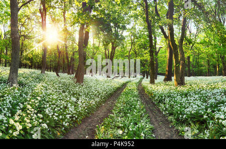 Aglio selvatico fiori nella foresta Foto Stock