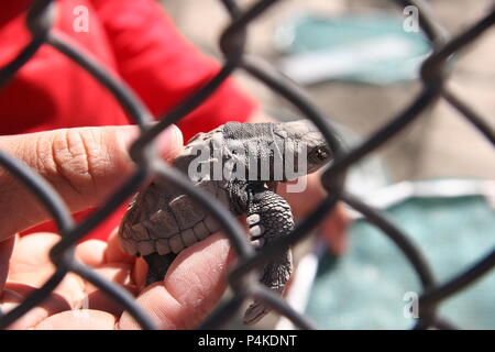 Camp di tartaruga sulla spiaggia a Nuevo Vallarta, Messico Foto Stock