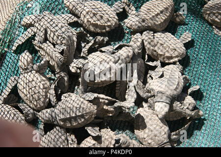 Camp di tartaruga sulla spiaggia a Nuevo Vallarta, Messico Foto Stock