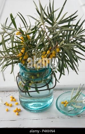 Rametti di bacche di olivello spinoso in un vasetto di vetro Foto Stock