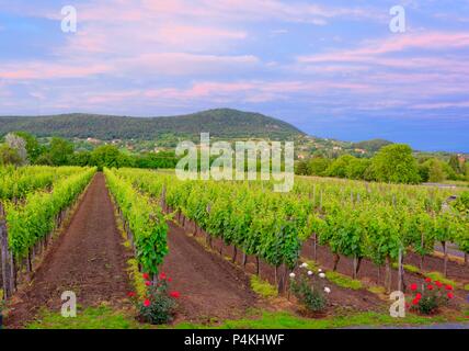 Una vista panoramica sulla regione viticola di Badacsony, lago di Balaton, Ungheria Foto Stock