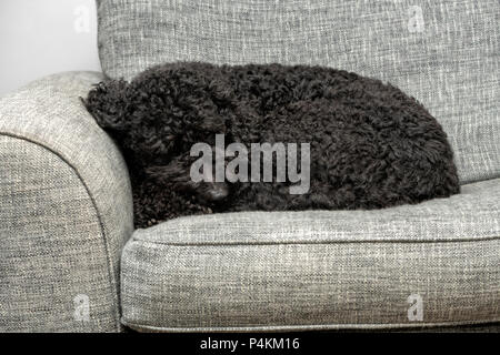 Carino Labradoodle nero arricciato addormentato su una poltrona di colore grigio Foto Stock