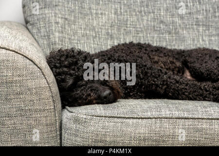Carino Labradoodle nero arricciato addormentato su una poltrona di colore grigio Foto Stock