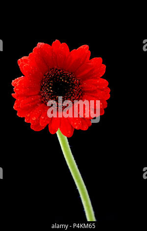 Un rosso fiore di Gerbera fotografati contro uno sfondo nero Foto Stock