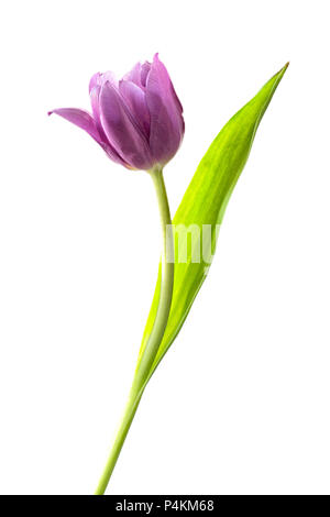 Viola Tulip fotografati contro uno sfondo bianco Foto Stock