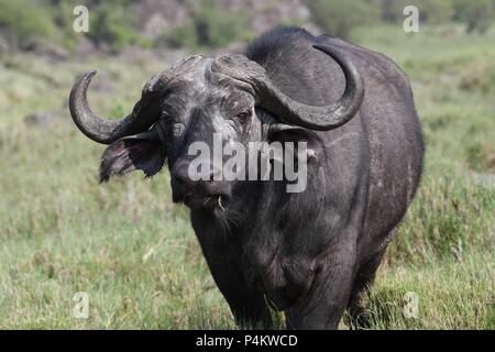 Capo africano di Savannah a Buffalo Mahali Mzuri nella zona di Olare Motorogi Conservancy, il Masai Mara, Kenya, Africa orientale. Syncerus caffer (bufali) Foto Stock