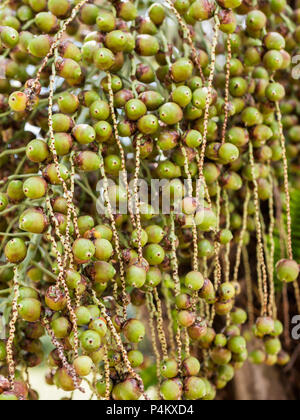 Close up di frutta a partire da una data struttura Palm Tree in Florida. Foto Stock