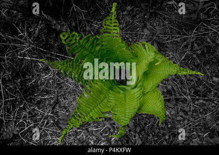 Colore verde brillante spuntano felci sul suolo della foresta Foto Stock