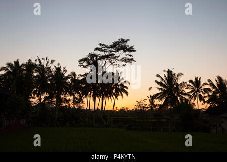 Palm tree plantation illuminato dalla splendida impostazione arancione sun. Alberi di noce di cocco e le splendide arancione tramonto creando una serata rilassante scenario Foto Stock