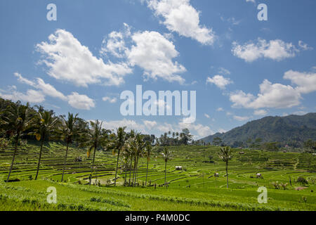 Campo di riso in fase precoce in Ubud, Bali, Indonesia. Albero di cocco e capanna a sfondo Foto Stock