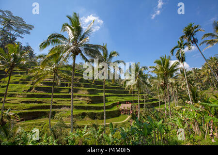 Terrazze di riso in Tegallalang. Ubud, Bali, Indonesia Foto Stock