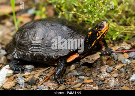 Avvistato turtle - Clemmys guttata Foto Stock