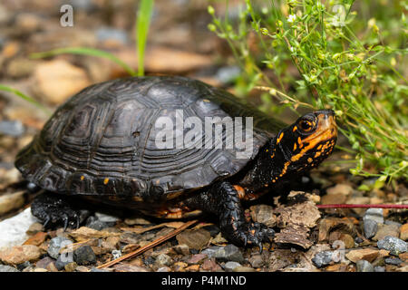 Avvistato turtle - Clemmys guttata Foto Stock