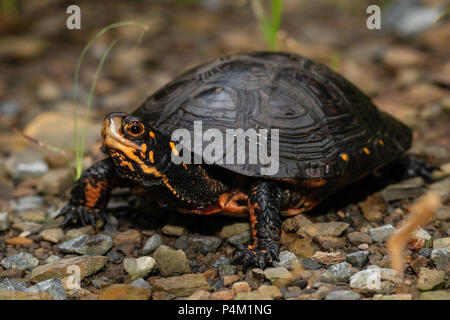 Avvistato turtle - Clemmys guttata Foto Stock